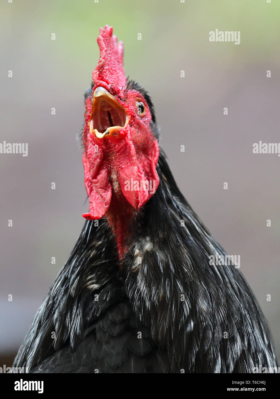 Bird Squawking Stock Photos & Bird Squawking Stock Images Alamy