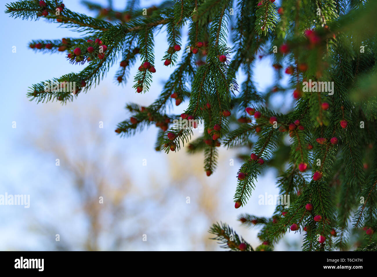 Spring berries on a cedar tree at the Overland Park Arboretum. Stock Photo