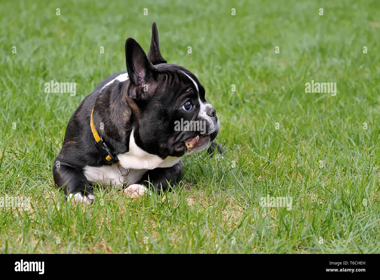 French Bulldog Stock Photo