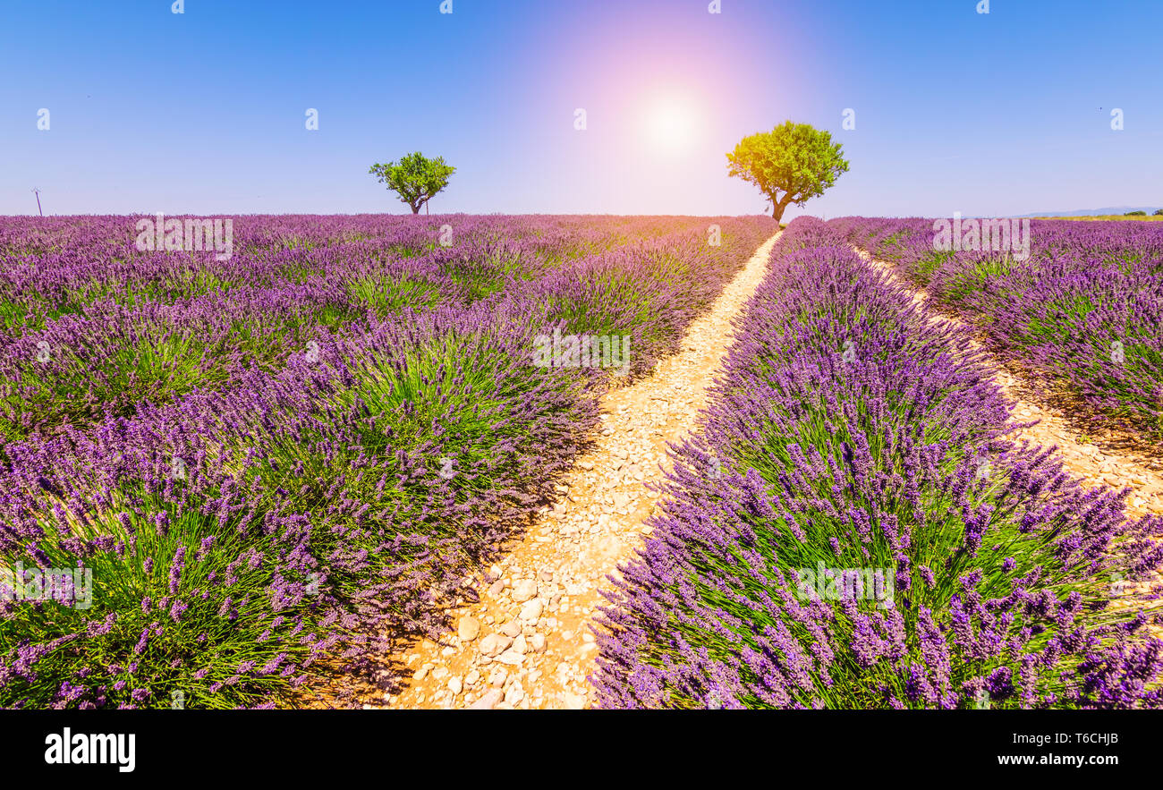 Lavender fields in France. Lavender season in the Provence with beautiful purple blooming flowers at the end of the summer, close to harvest time. Stock Photo