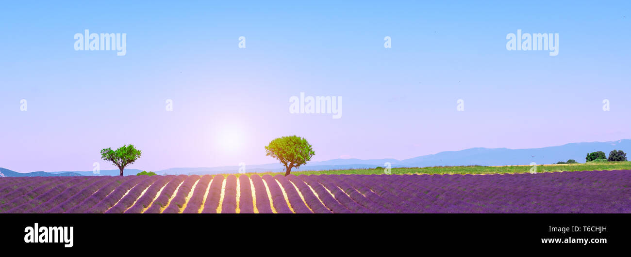 Panoramic landscape with purple lavender field, Valensole, Provence, Southern France. Stock Photo