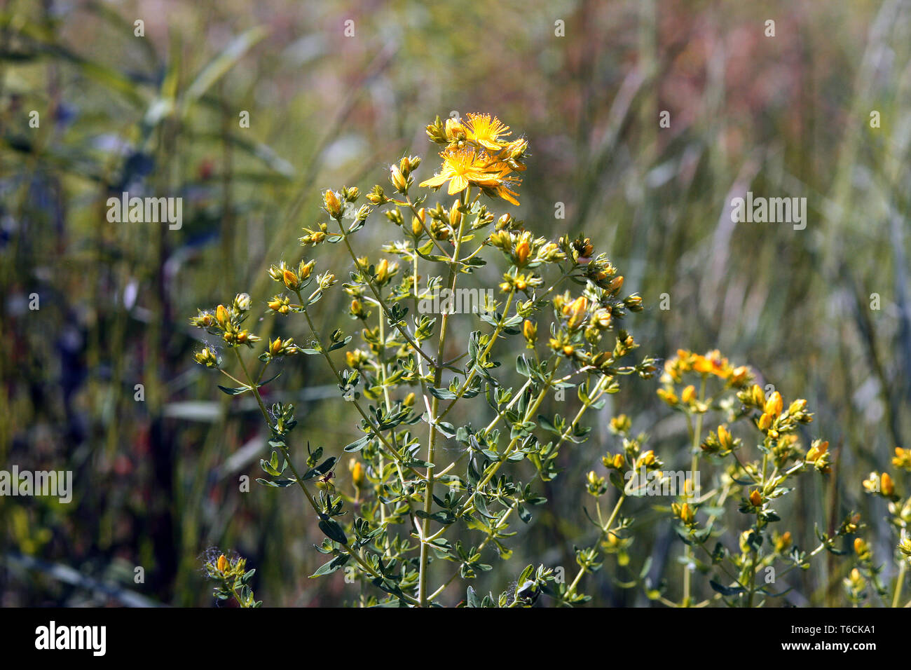 Saint John's worts Stock Photo Alamy