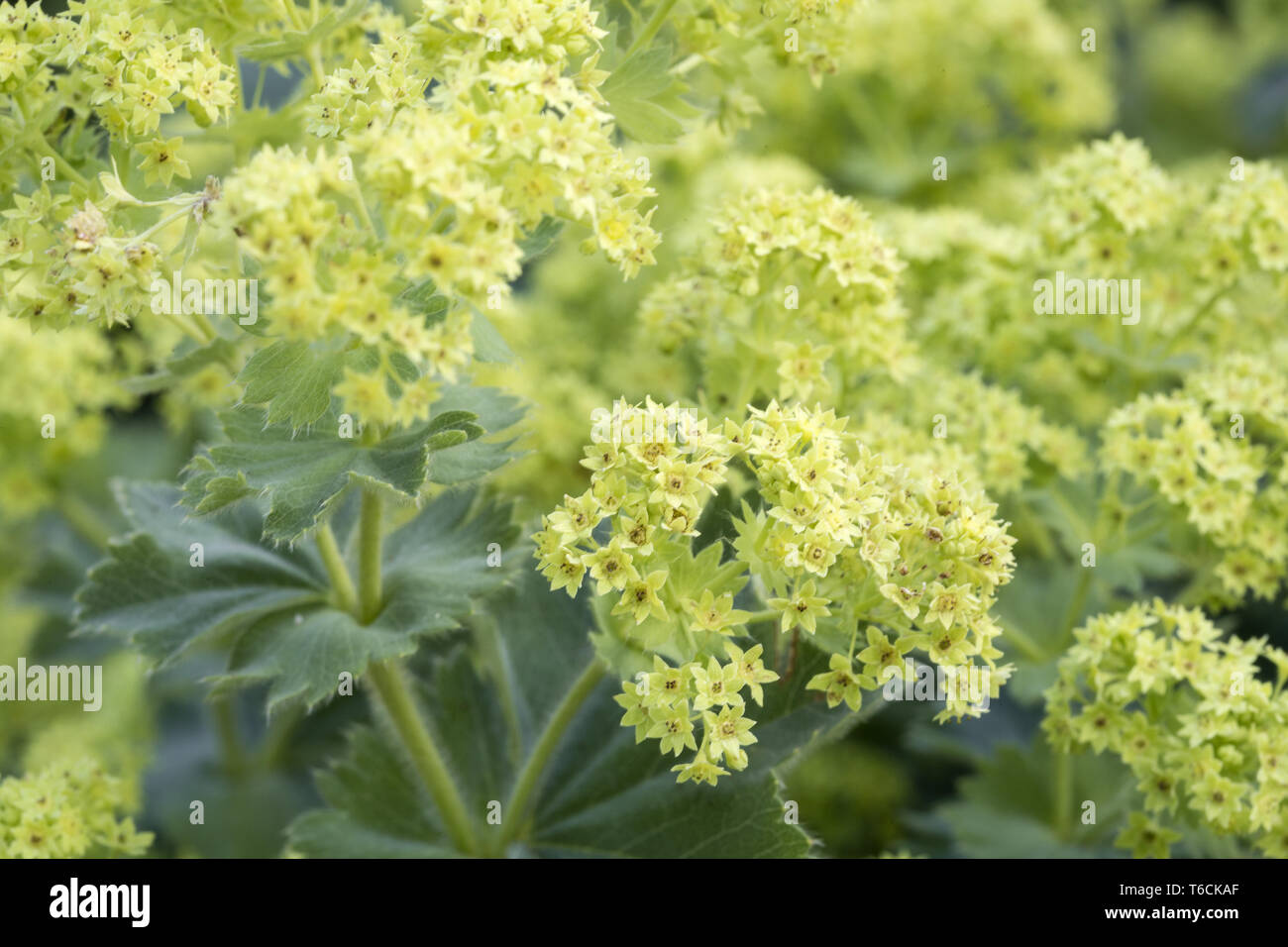 Perennials ladys mantle hi-res stock photography and images - Alamy