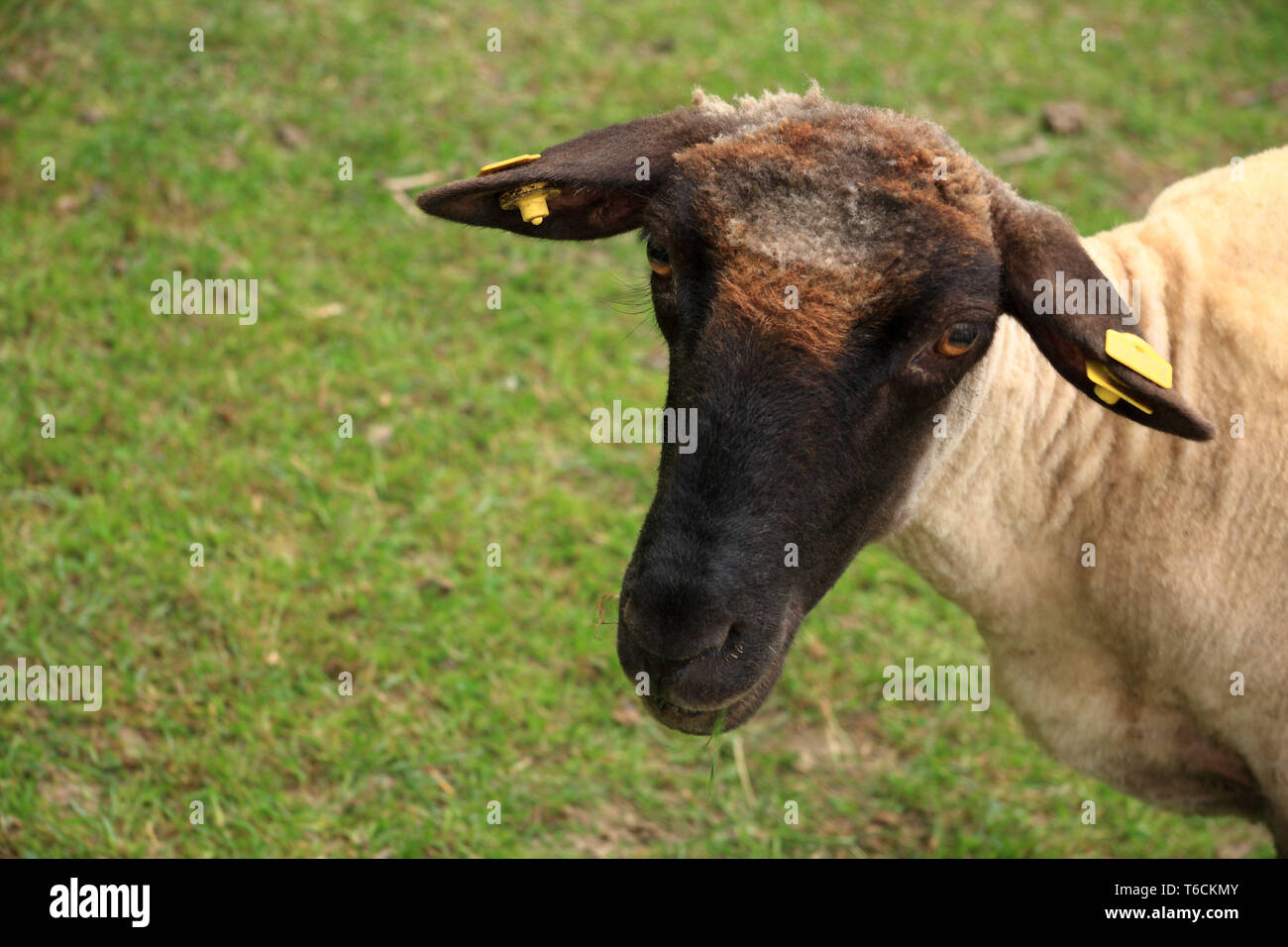 Young black face sheep Stock Photo