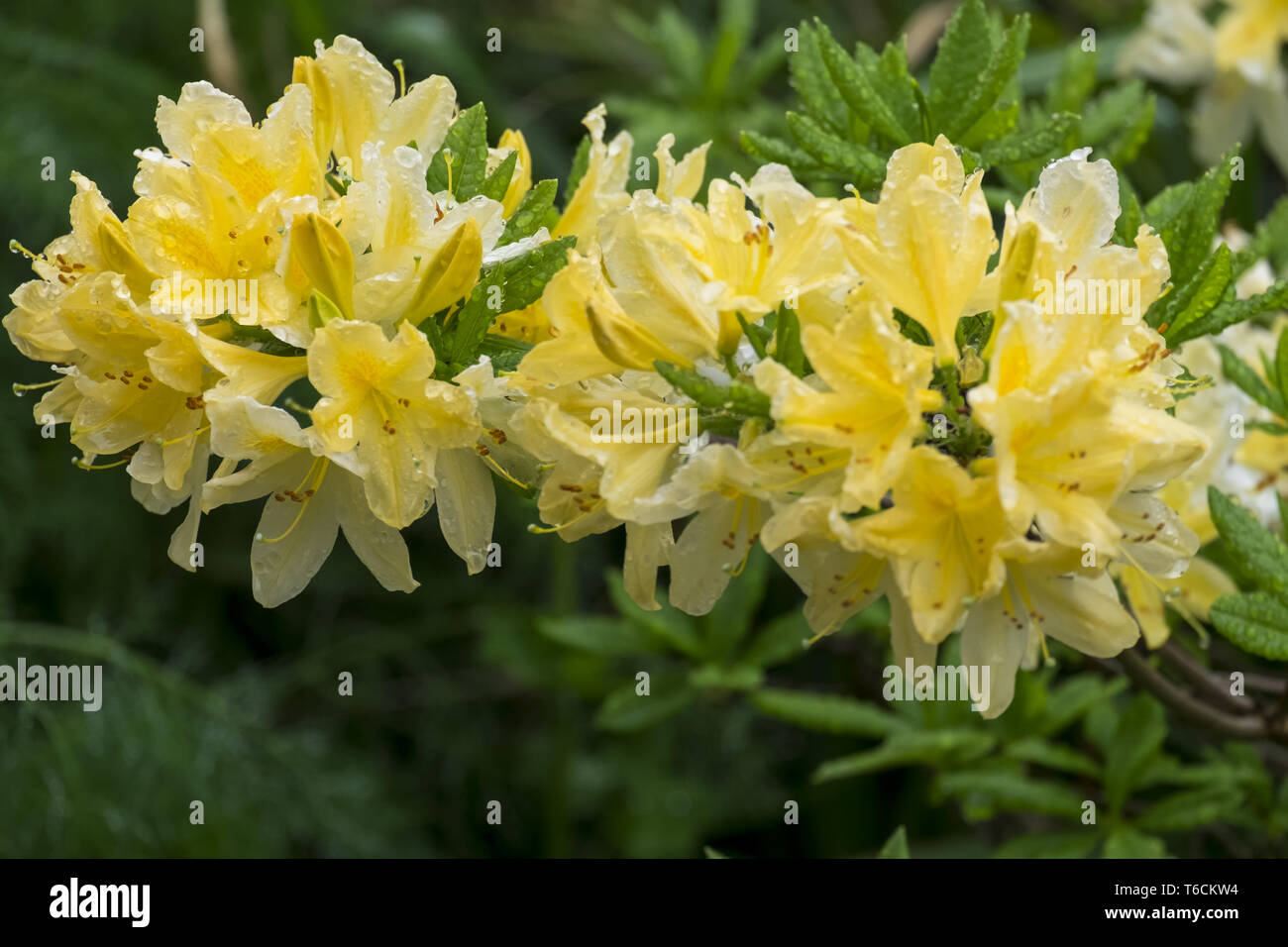 Yellow scented nose with regent drops Stock Photo