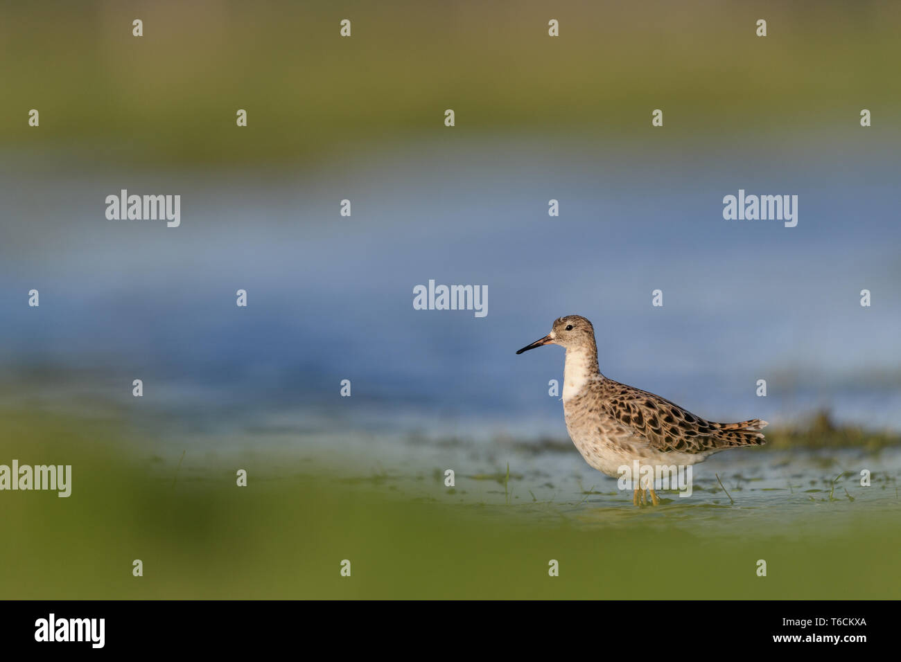 Ruff in hi-res stock photography and images - Alamy