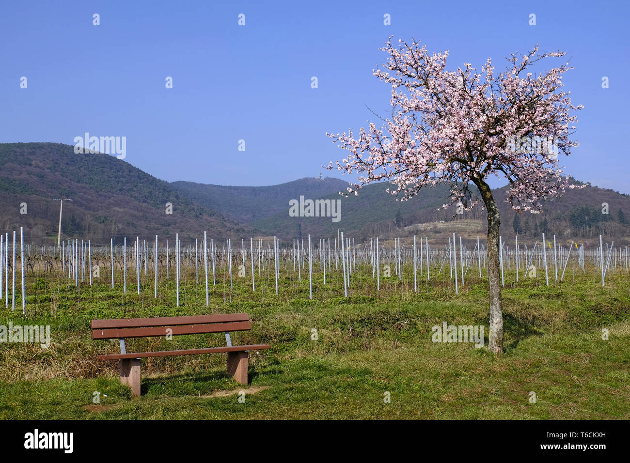 Blossoming almond tree (Prunus dulcis) in front of the Haardtrand) Stock Photo