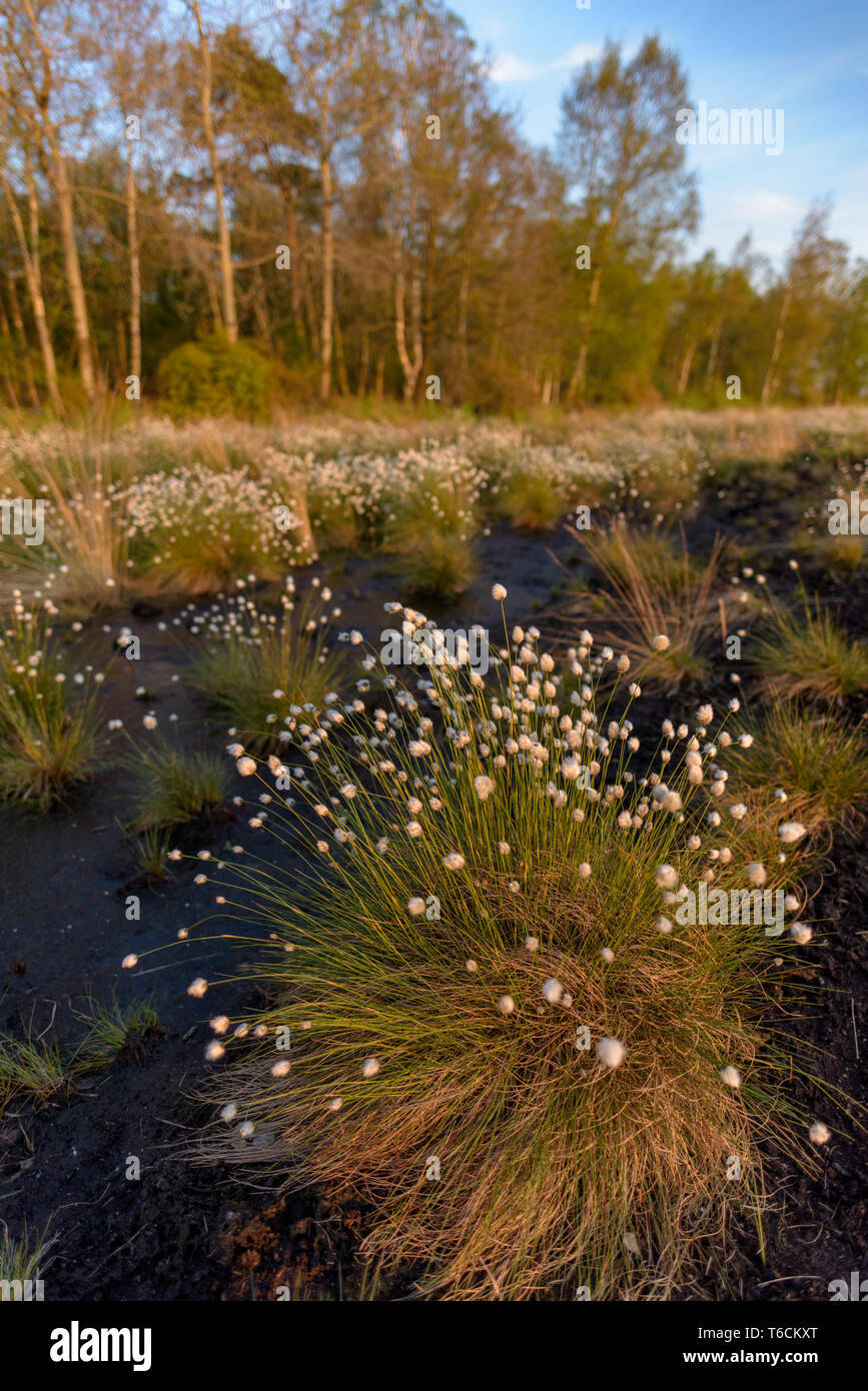 German bog cotton Stock Photo Alamy