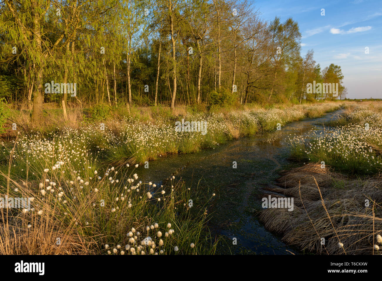 German bog cotton Stock Photo Alamy