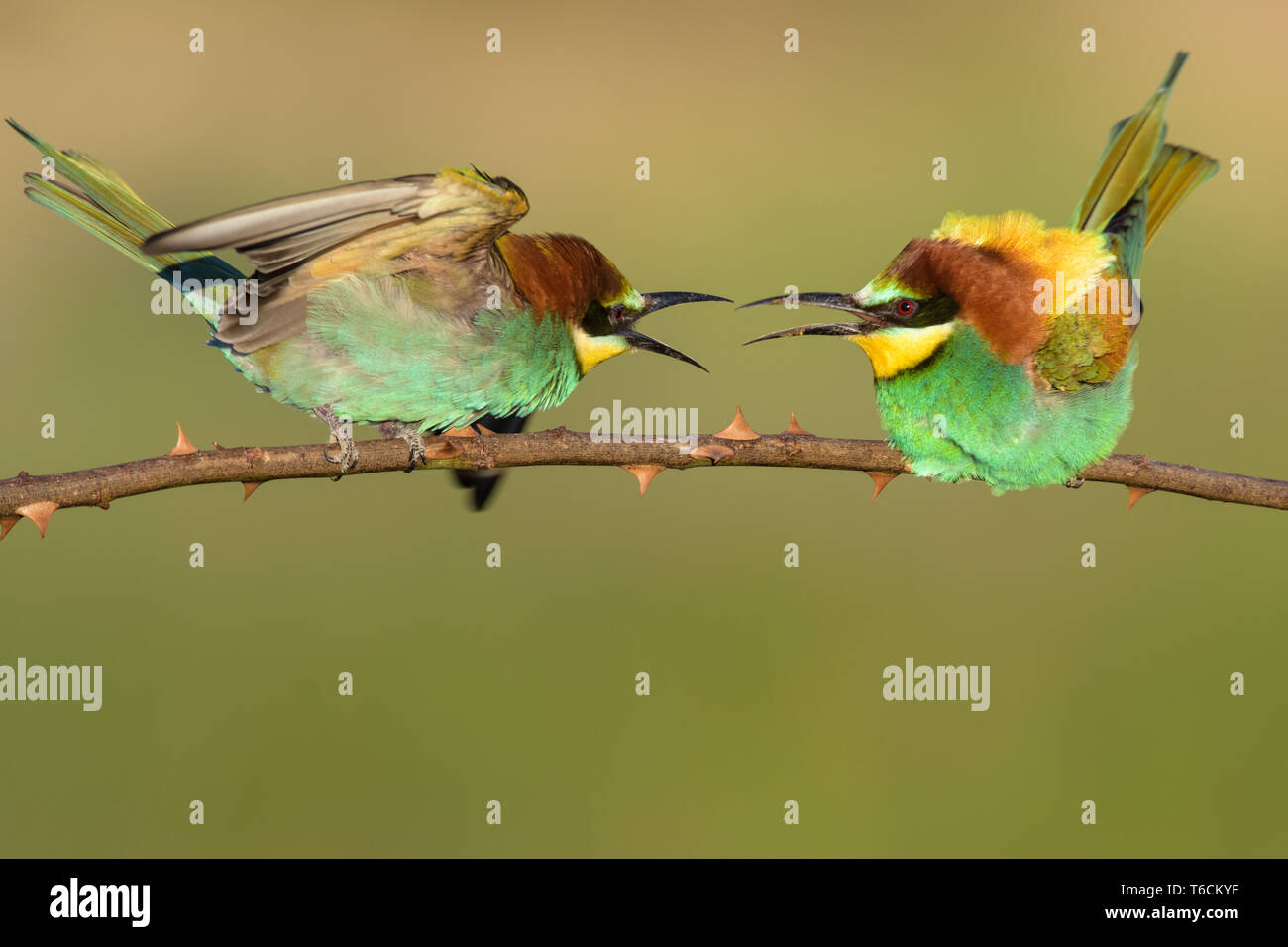 bee-eaters from Hungary with a conflict Stock Photo