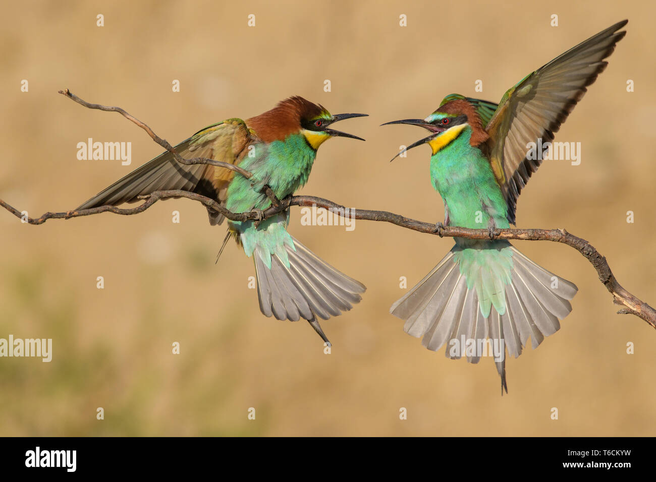 bee-eaters from Hungary Stock Photo