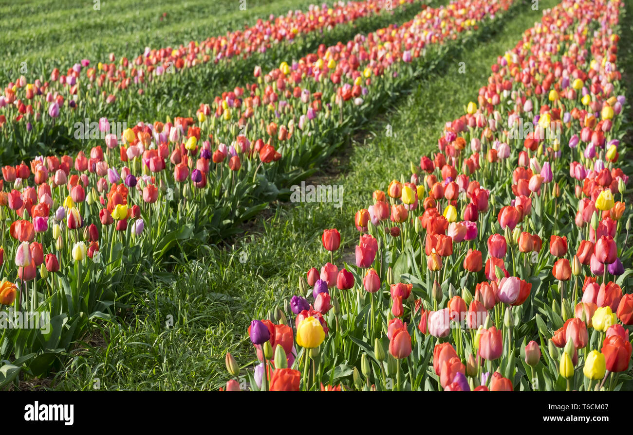 Tulip blooming season in the Netherlands, Europe Stock Photo Alamy