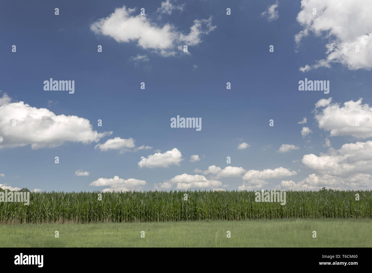 field of maize, Bavaria, Germany Stock Photo - Alamy