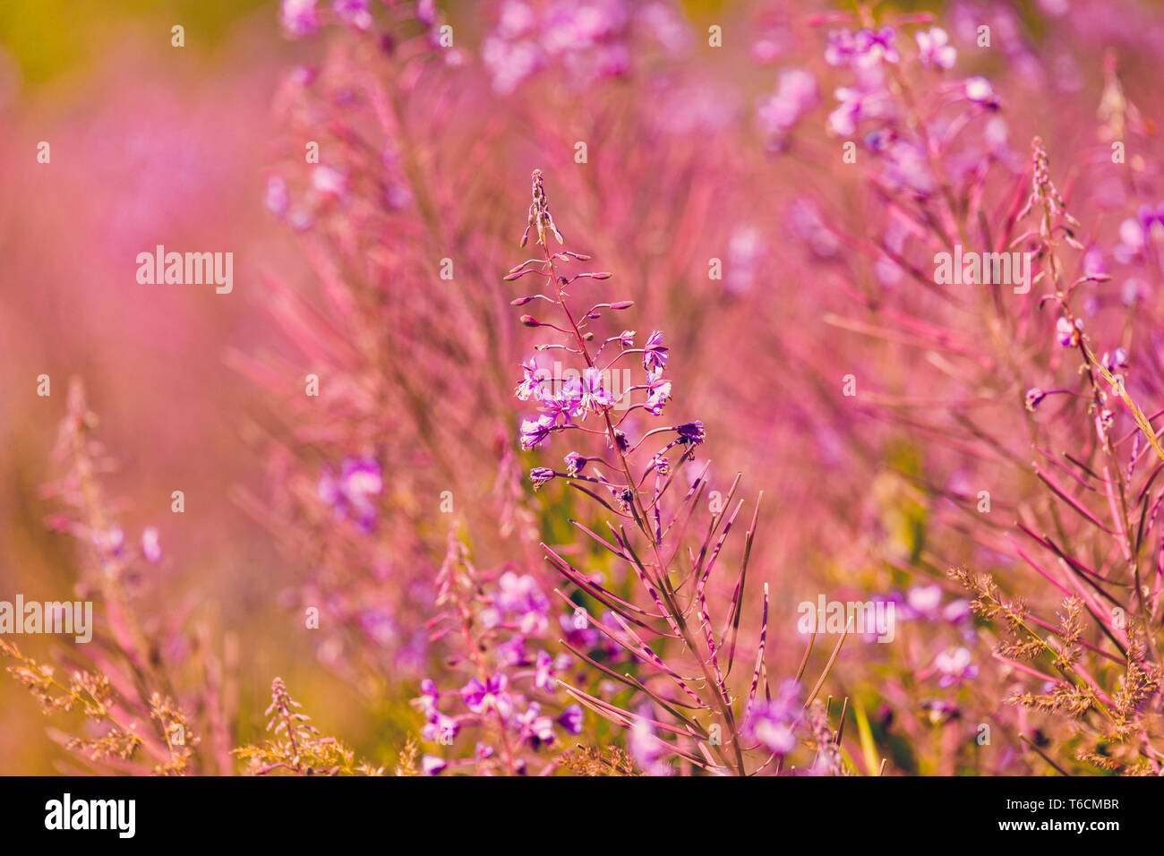 Pink fireweed flowers on spring meadow Stock Photo - Alamy