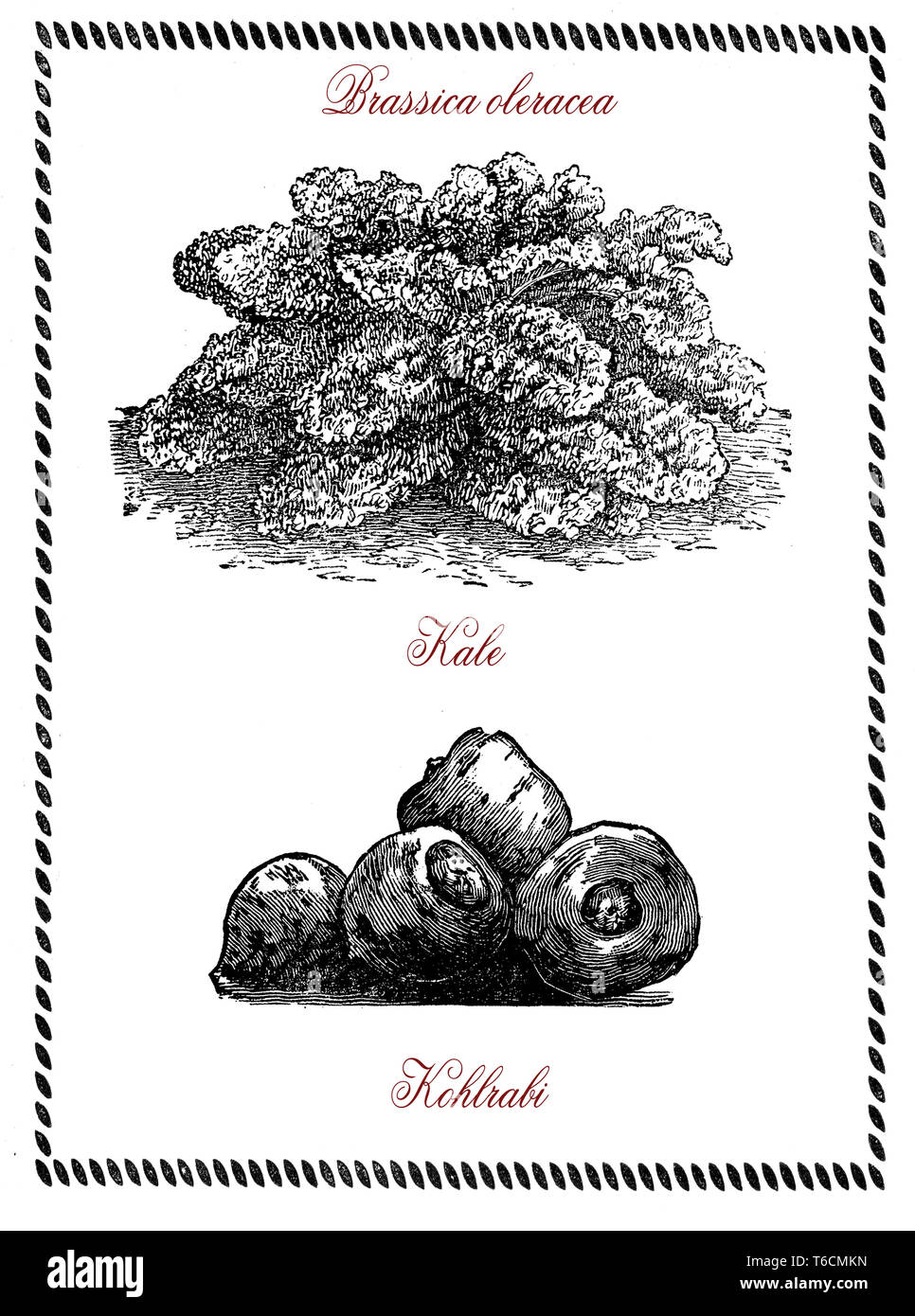 Botanical illustration of two kind of brassica oleracea: kohlabi and kale or leaf cabbage edible vegetables Stock Photo
