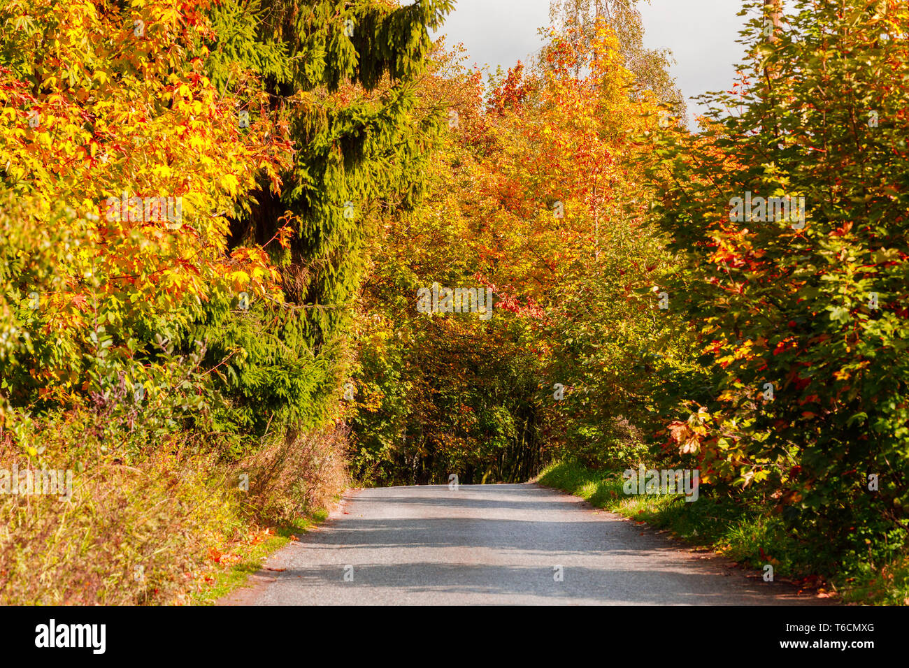 rural road in the autumn with yellow trees Stock Photo - Alamy