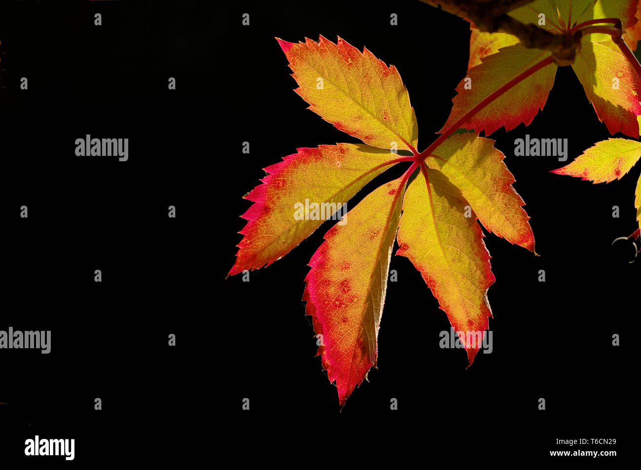 Virginia creeper garden hires stock photography and images Alamy