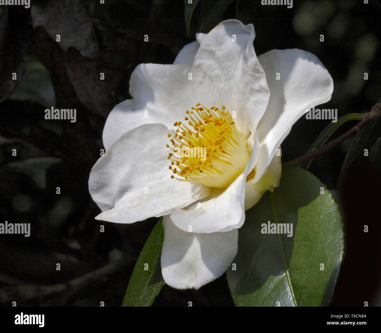 Camellia Alba Simplex Stock Photo
