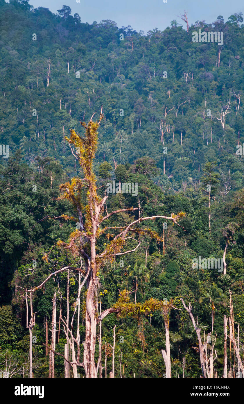 Flooded tropical forest, Lake Kenyir, Pahang, Malaysia. Stock Photo