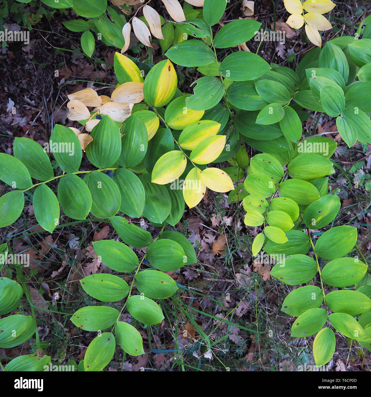 Green plant groundcover in the forest in autumn Stock Photo