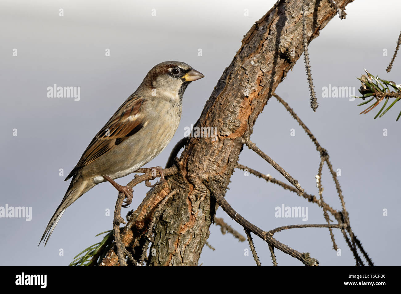 house sparrow on a branch Stock Photo