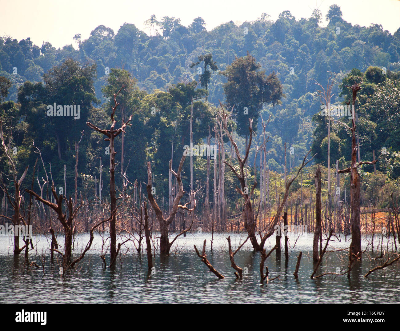Flooded tropical forest, Lake Kenyir, Pahang, Malaysia. Stock Photo