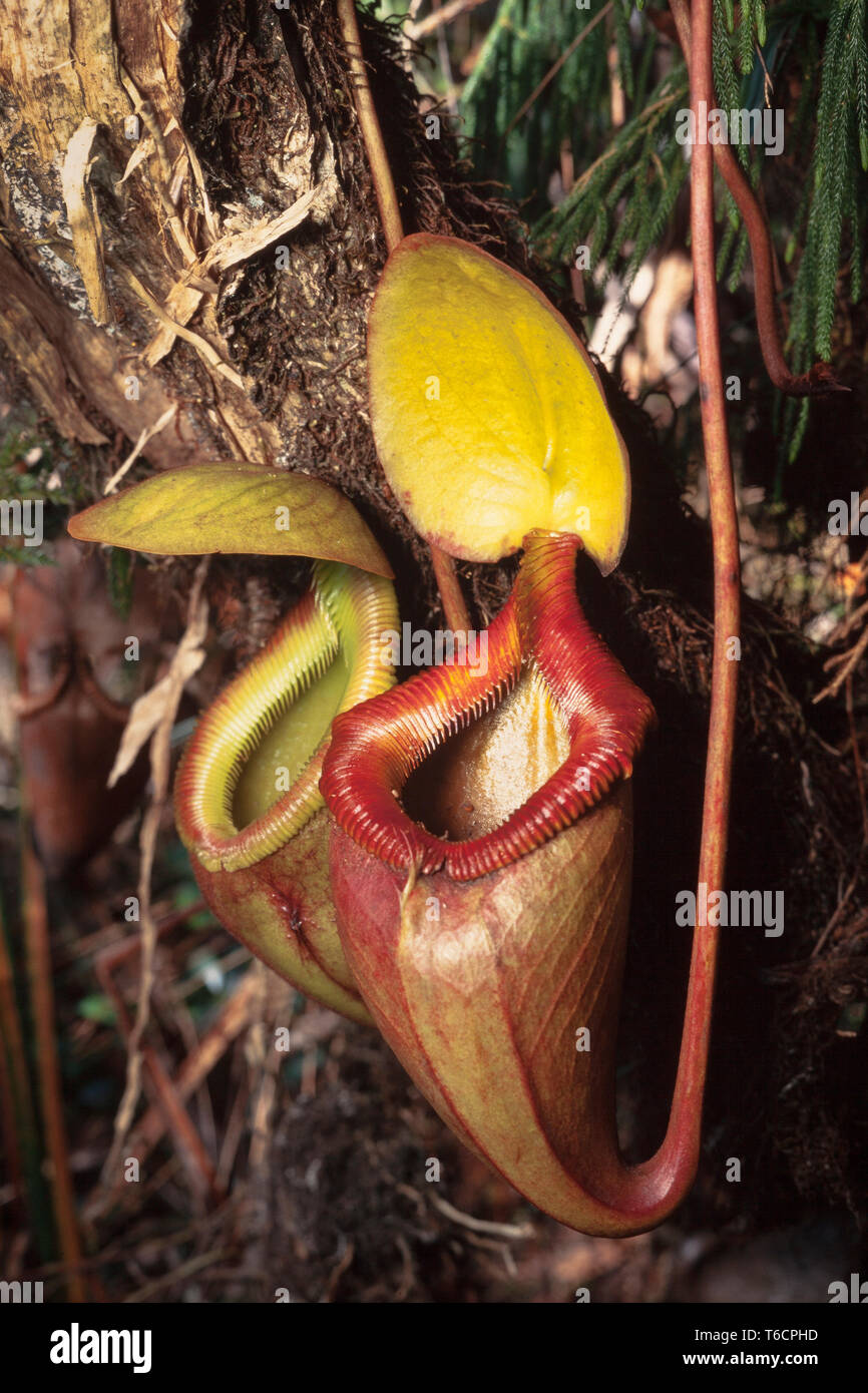 Pitcher plant, Nepenthes X Kinabaluensis, Kinabalu National Park, Sabah, East Malaysia Stock Photo