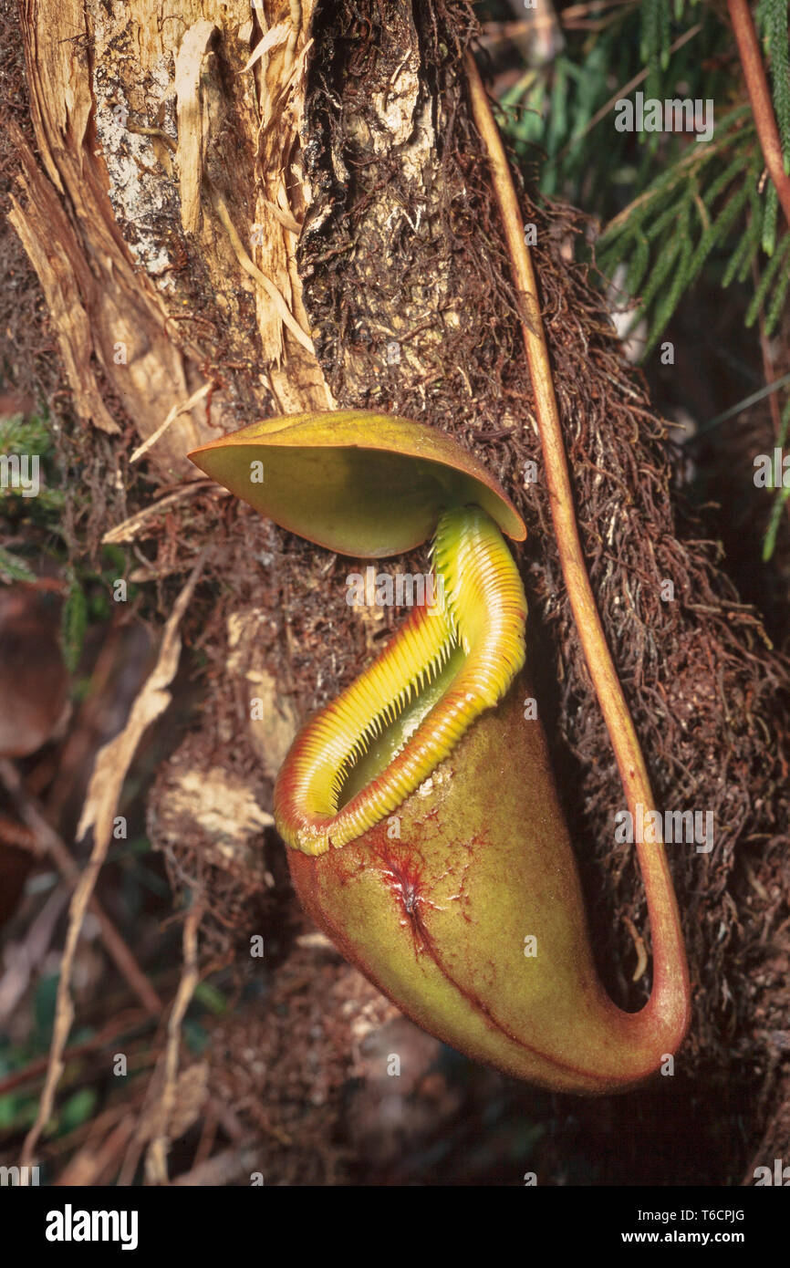 Pitcher plant, Nepenthes X Kinabaluensis, Kinabalu National Park, Sabah, East Malaysia Stock Photo