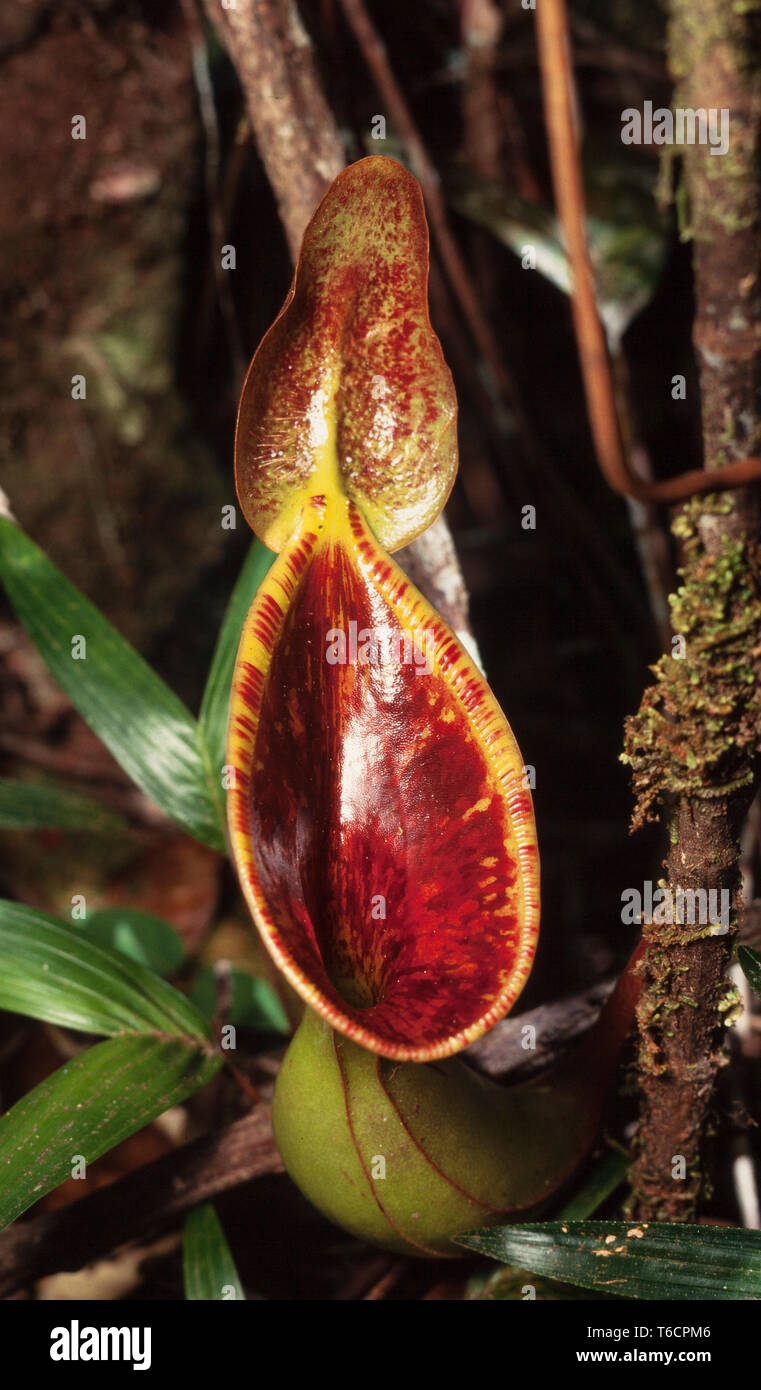 Pitcher plant, Nepenthes lowii, Kinabalu National Park, Sabah, East Malaysia Stock Photo