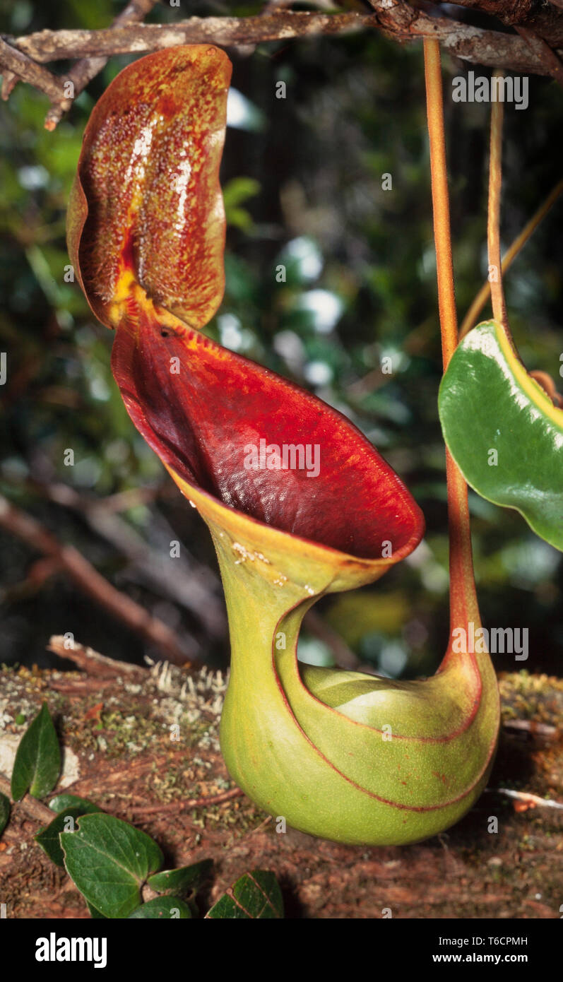Pitcher plant, Nepenthes lowii, Kinabalu National Park, Sabah, East Malaysia Stock Photo