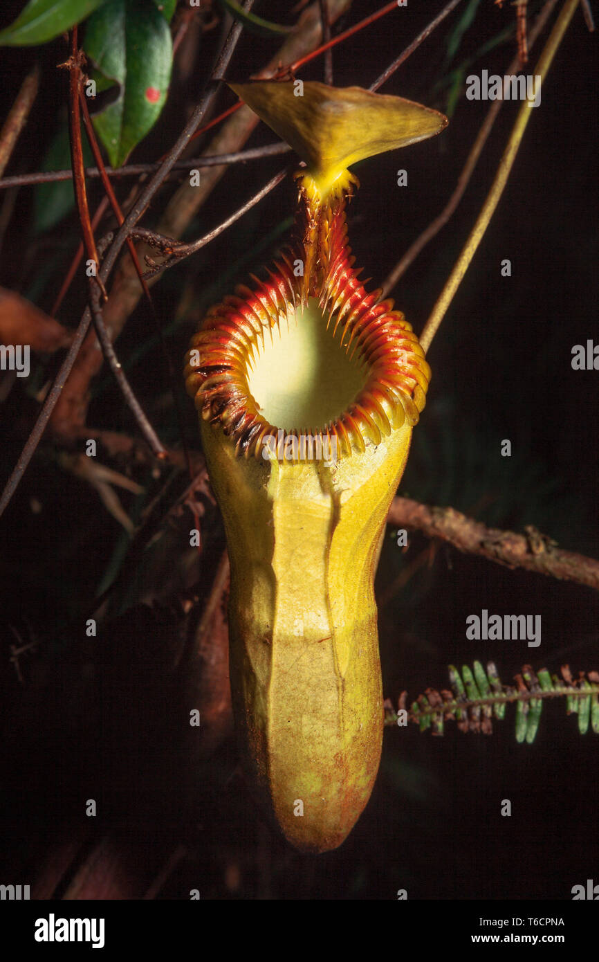 Pitcher plant, Nepenthes edwardsiana, Kinabalu National Park, Sabah, East Malaysia Stock Photo