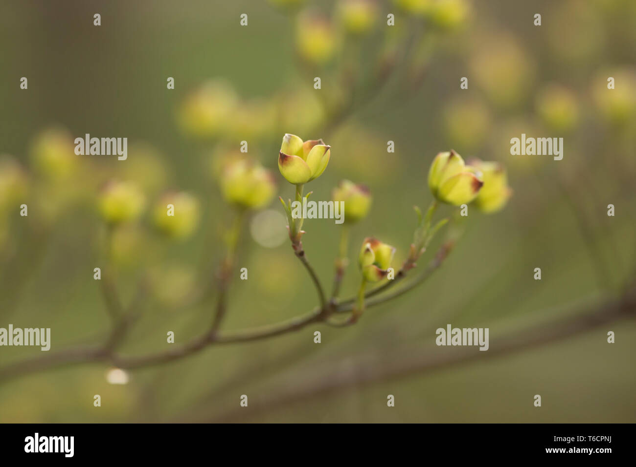 Budding branches of a dogwood tree (Cornus, family Cornaceae) on a spring evening in Indianapolis, IN, USA. Stock Photo