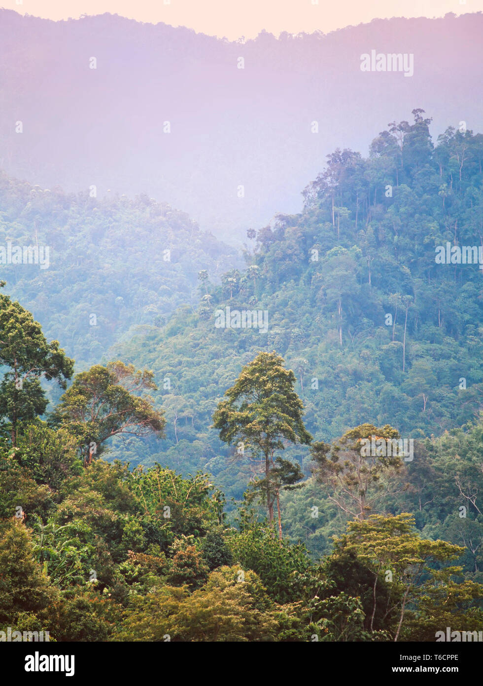 Highland tropical rainforest landscape, Cameron Highlands, Malaysia