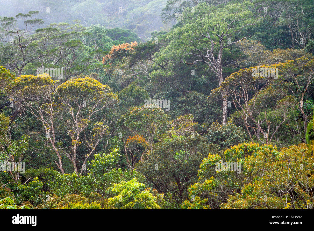 Tropical rainforest vegetation, Sarawak, East Malaysia Stock Photo