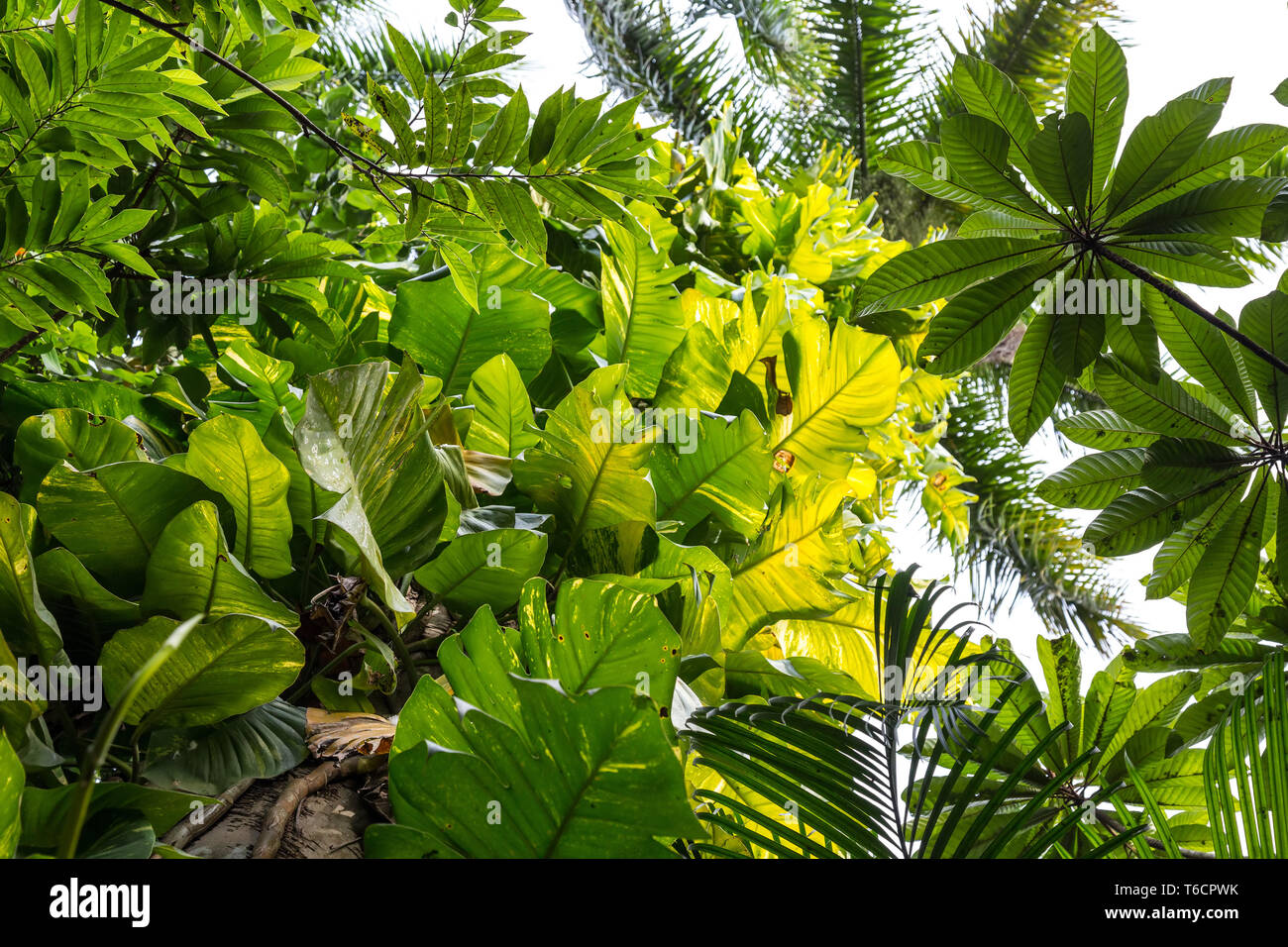 tropical forest Stock Photo