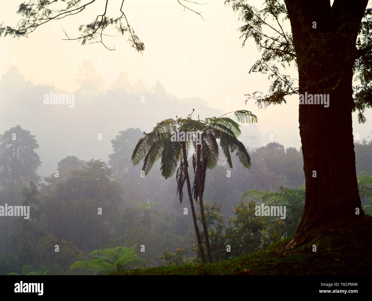 Tropical monsoon forest hires stock photography and images Alamy