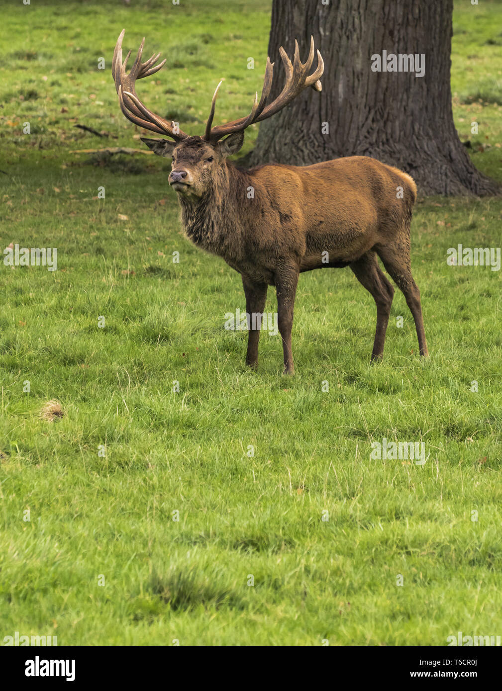 Woburn - Deer in the park Stock Photo