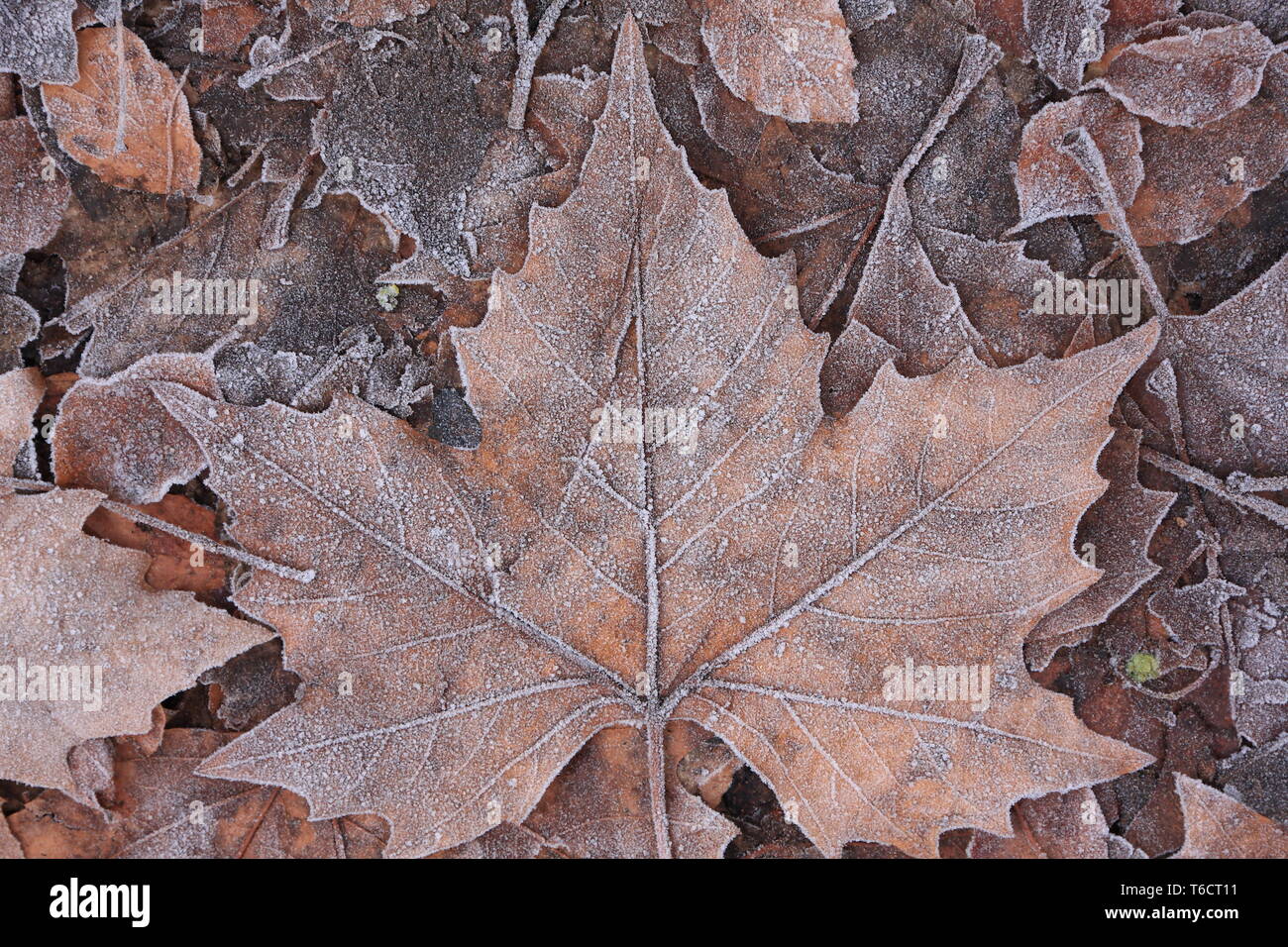 Frosted maple leaves Stock Photo