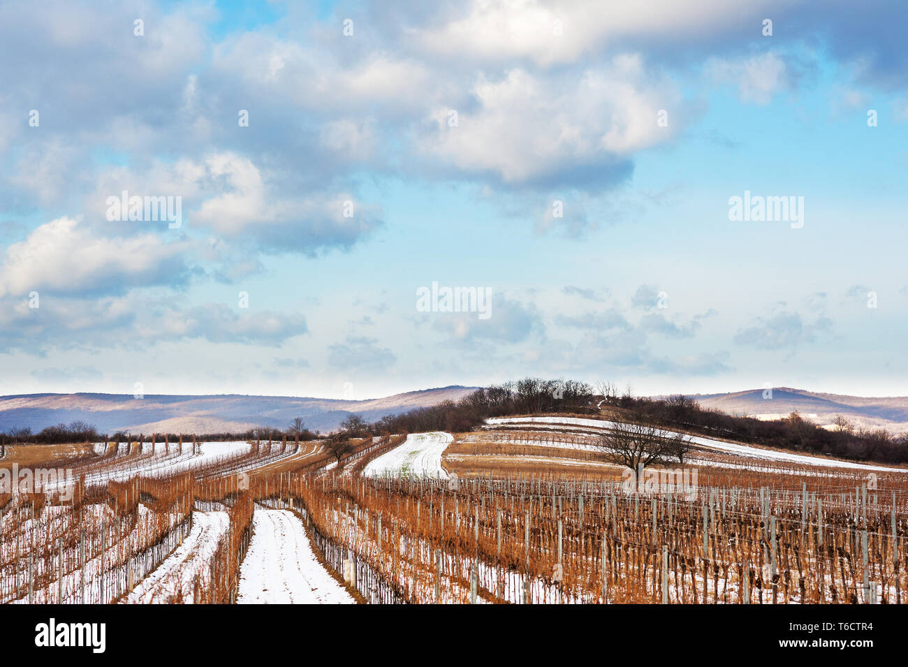 Vineyard in Burgenland in winter with snow Stock Photo