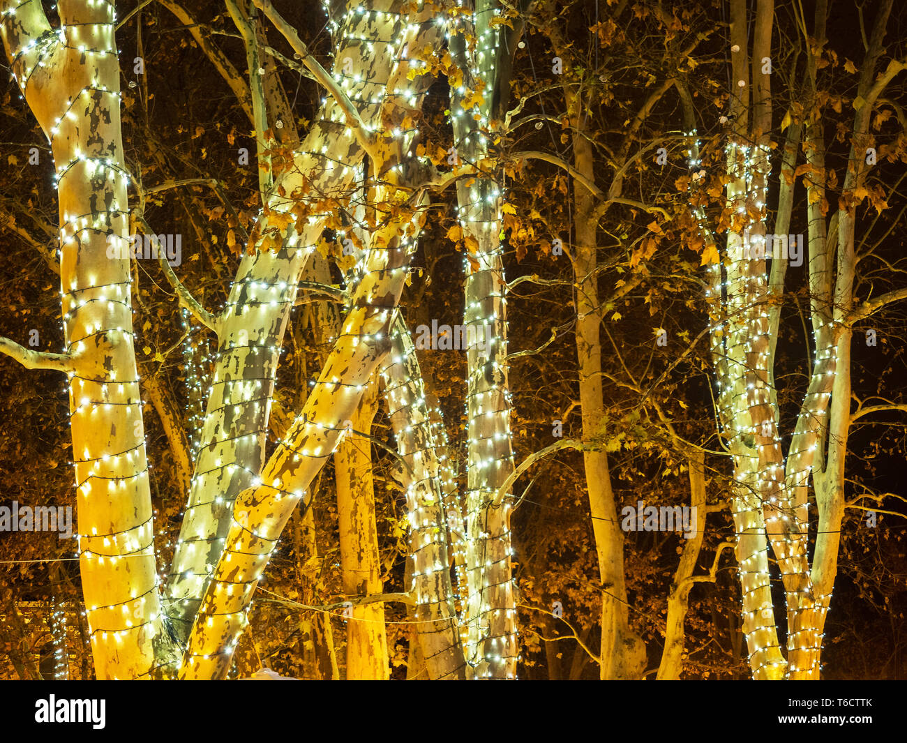 Maple in Advent with fairy lights Stock Photo Alamy