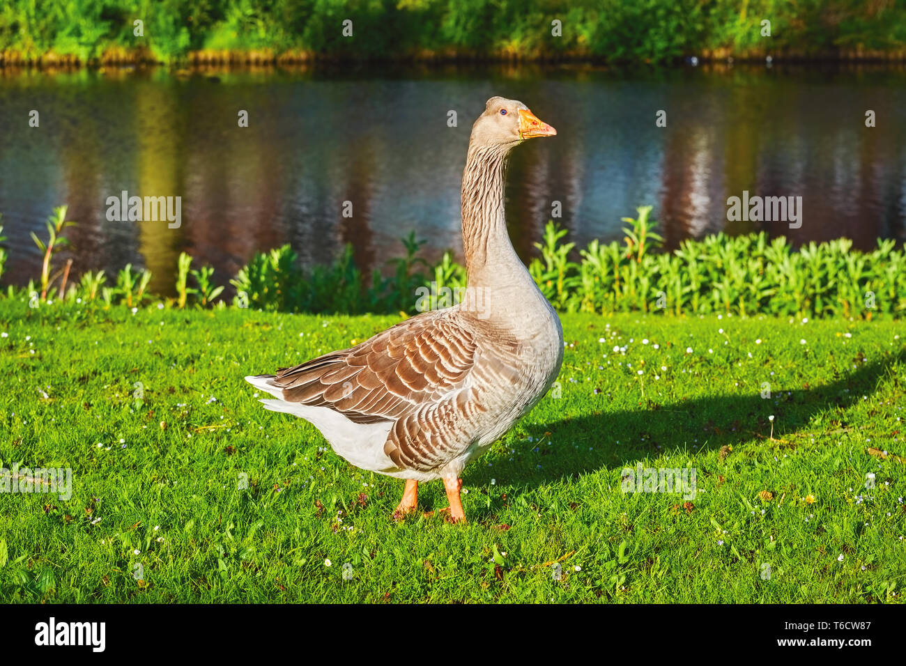 Grey Goose on the Grass Stock Photo Alamy