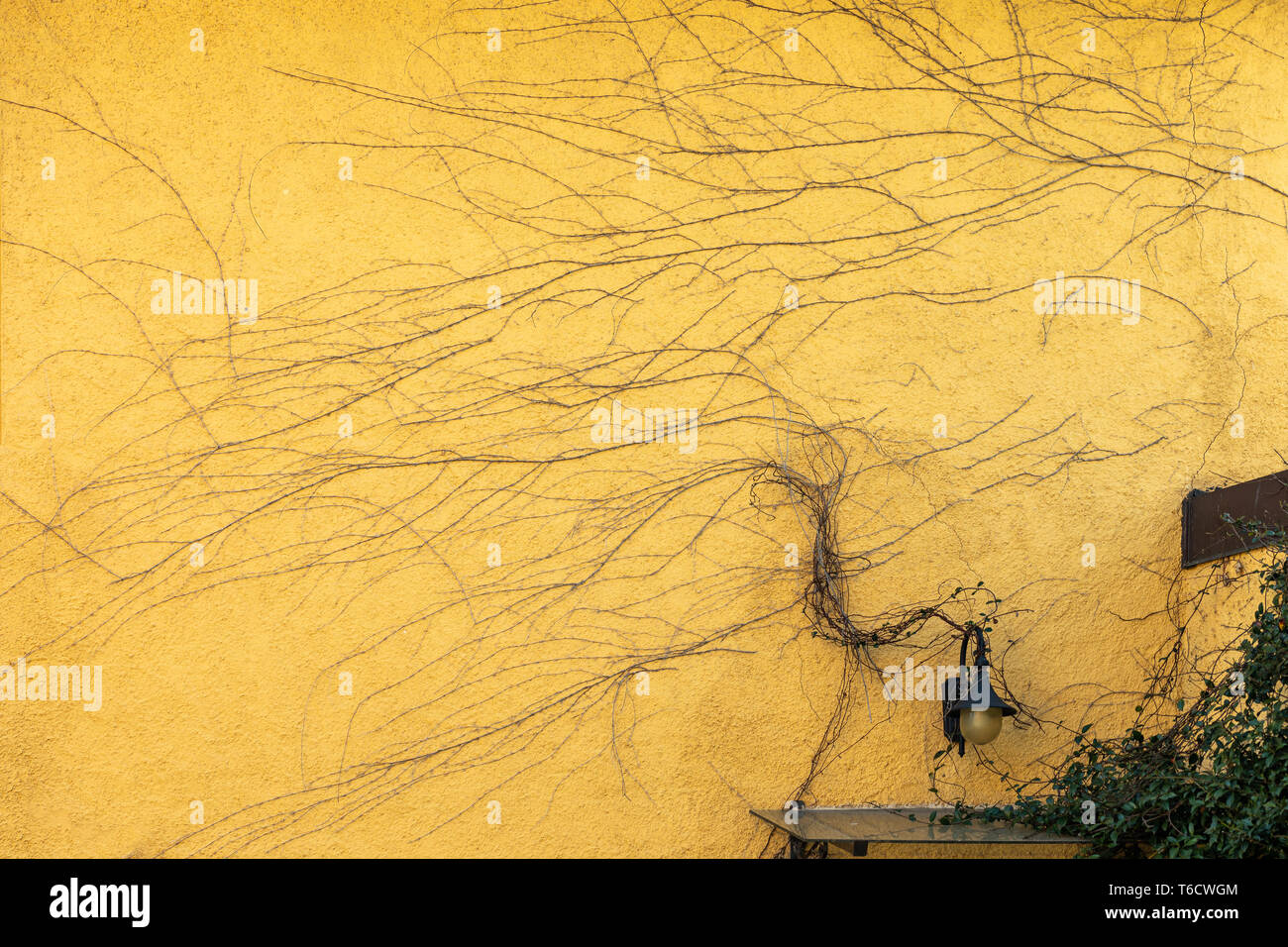 climbing plants, branches on a yellow wall Stock Photo