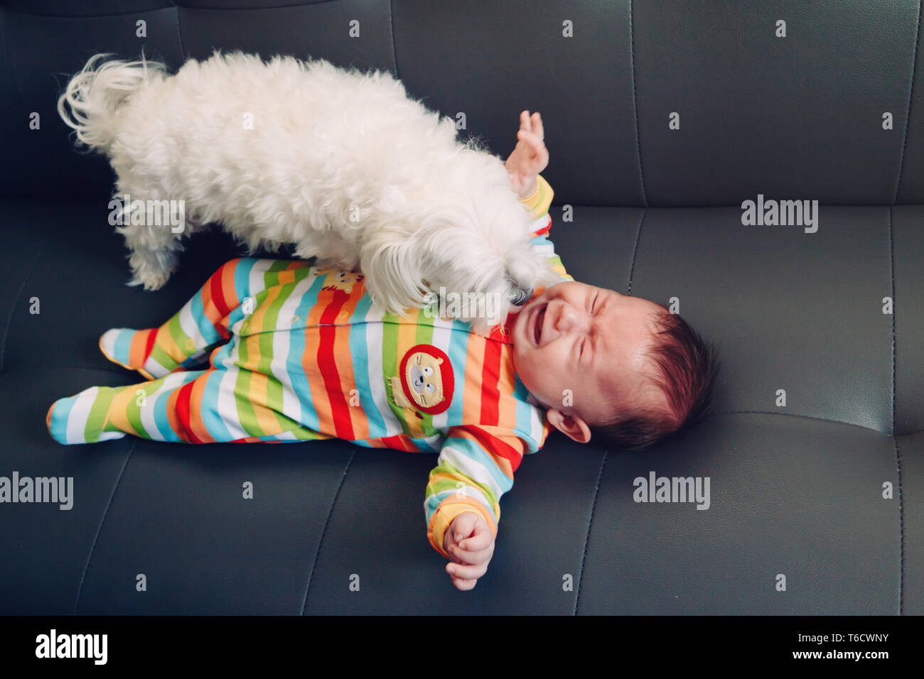 Do Dogs Cry While Giving Birth