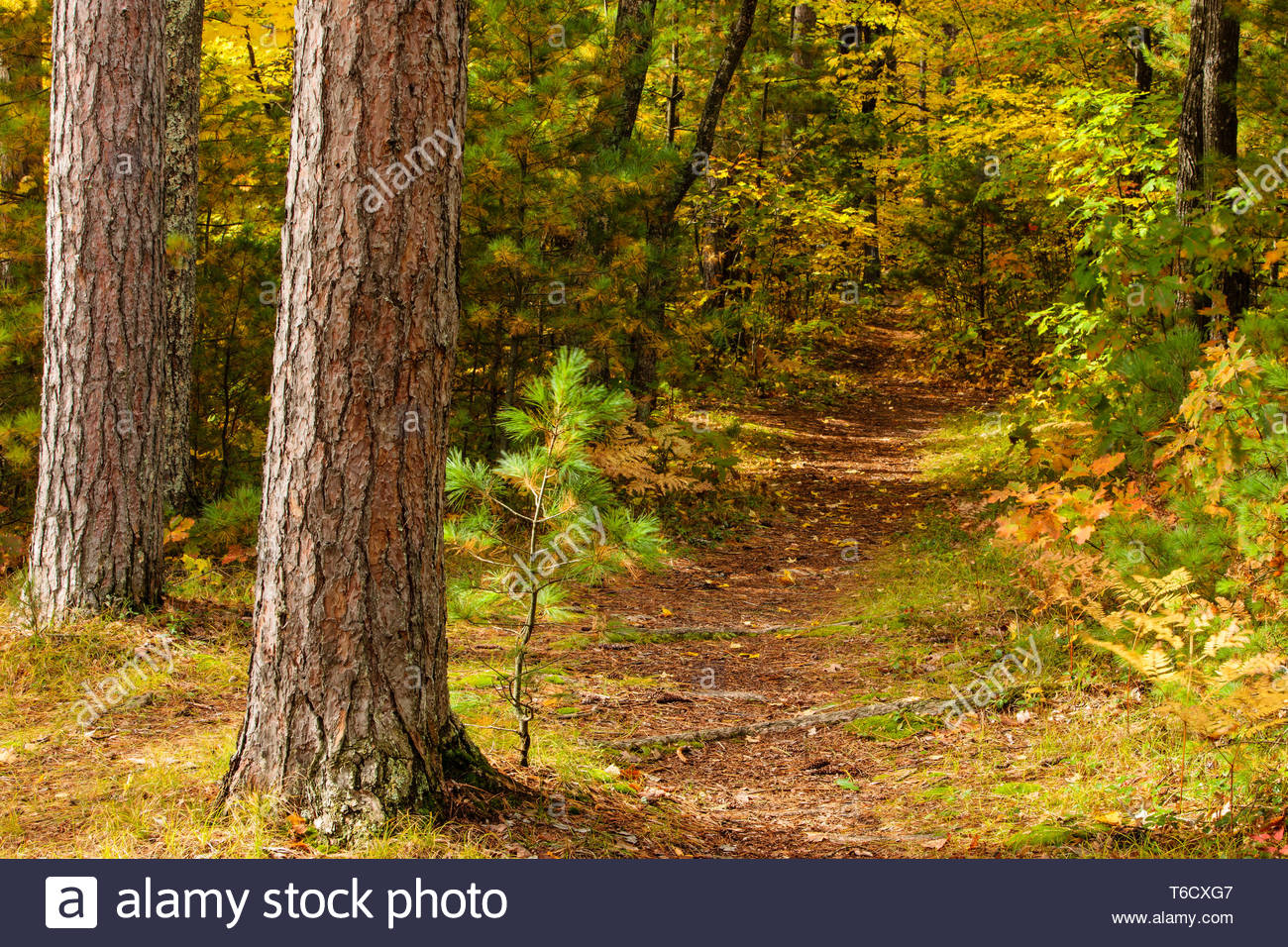 Autumn Colors In Vilas Park Lagoon >> A Nature Trail Through The Woods At Firefly Lake State Park Near Autumn Colors In Vilas Park Lagoon >> A Nature Trail Through The Woods At Firefly Lake State Park Near