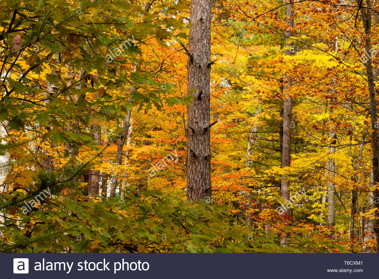 Autumn Colors In Vilas Park Lagoon >> Autumn Kaleidoscope Stock Photos Autumn Kaleidoscope Stock Images Autumn Colors In Vilas Park Lagoon >> Autumn Kaleidoscope Stock Photos Autumn Kaleidoscope Stock Images