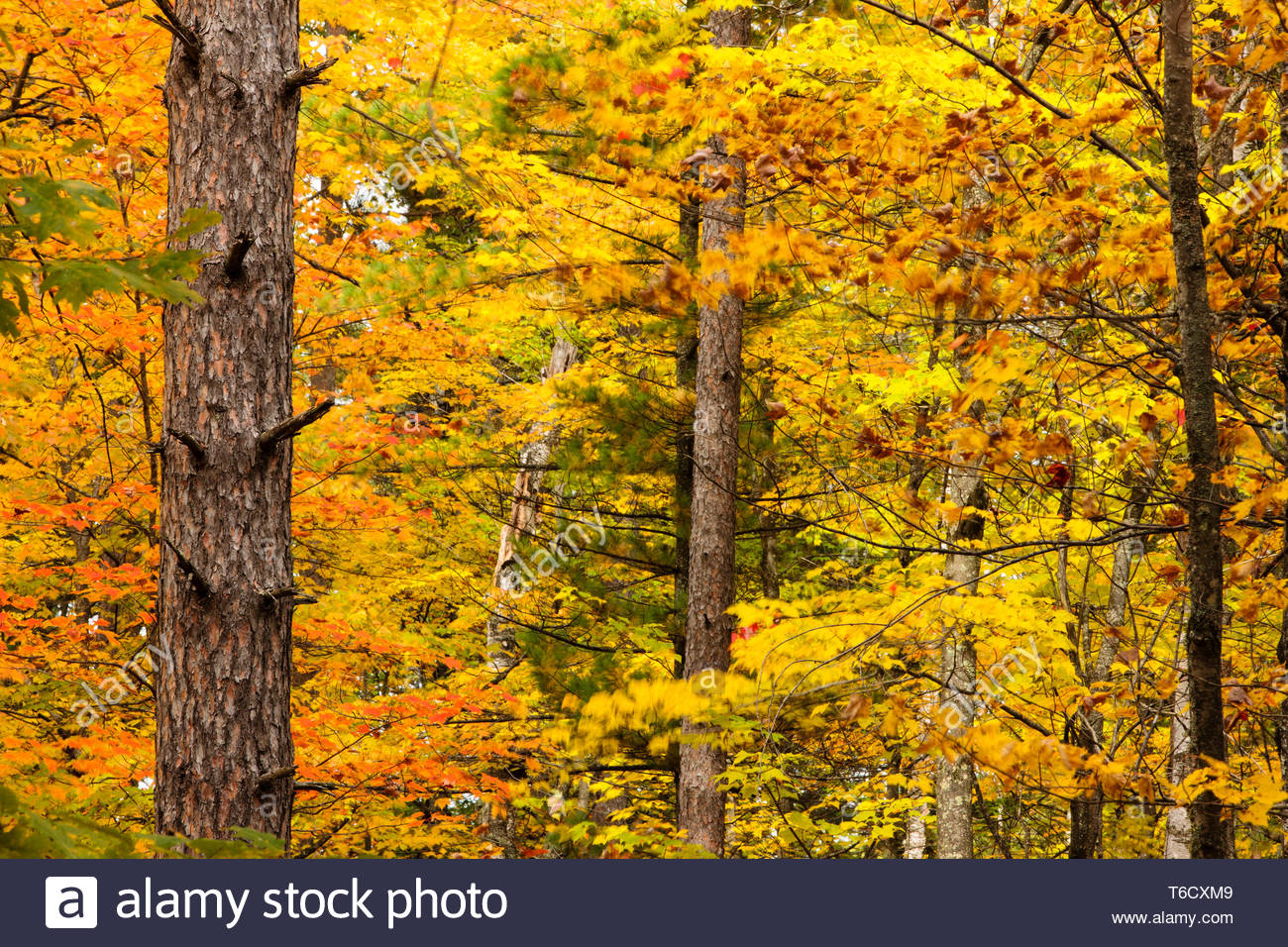 Autumn Colors In Vilas Park Lagoon >> The Red Pine Tree Trunk Contrasts Against The Kaleidoscope Colors Of Autumn Colors In Vilas Park Lagoon >> The Red Pine Tree Trunk Contrasts Against The Kaleidoscope Colors Of