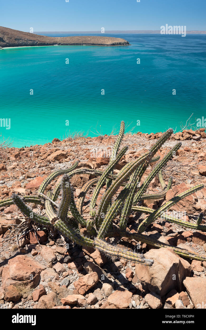 Pitaya cactus, Balandra Bay, Baja California Sur, Mexico. Stock Photo