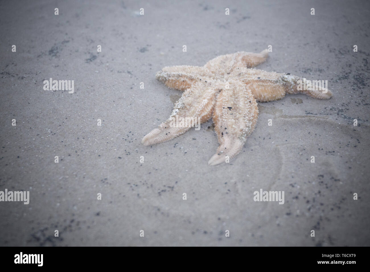 Seestern am Strand / sea star on beach Stock Photo