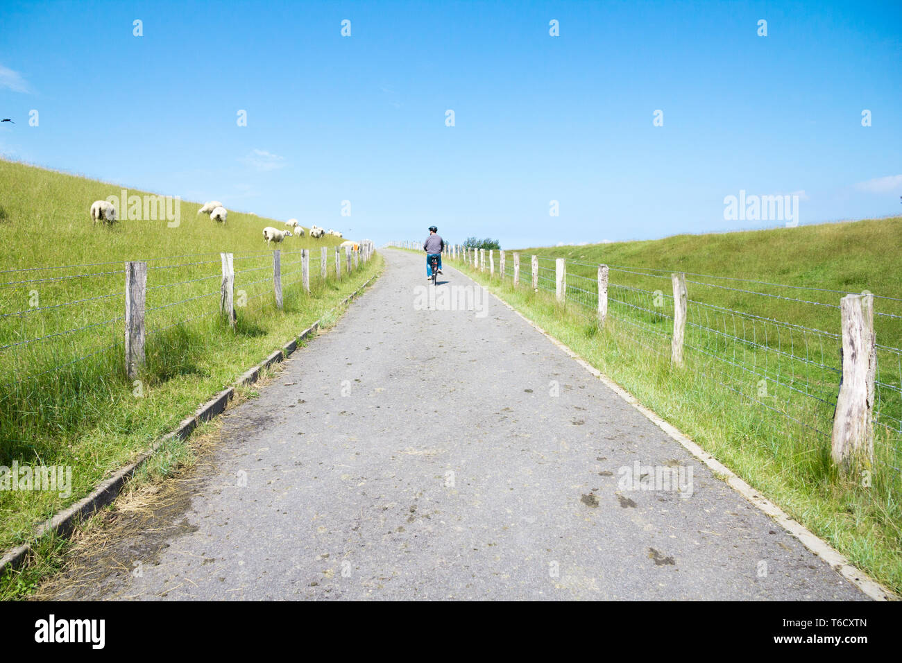 Fahrradtour Radtour in Friedrichskoog am Deich Schafe Wiese Sommer / Bicycle tour / biking trip dike sheep lawn summer Stock Photo