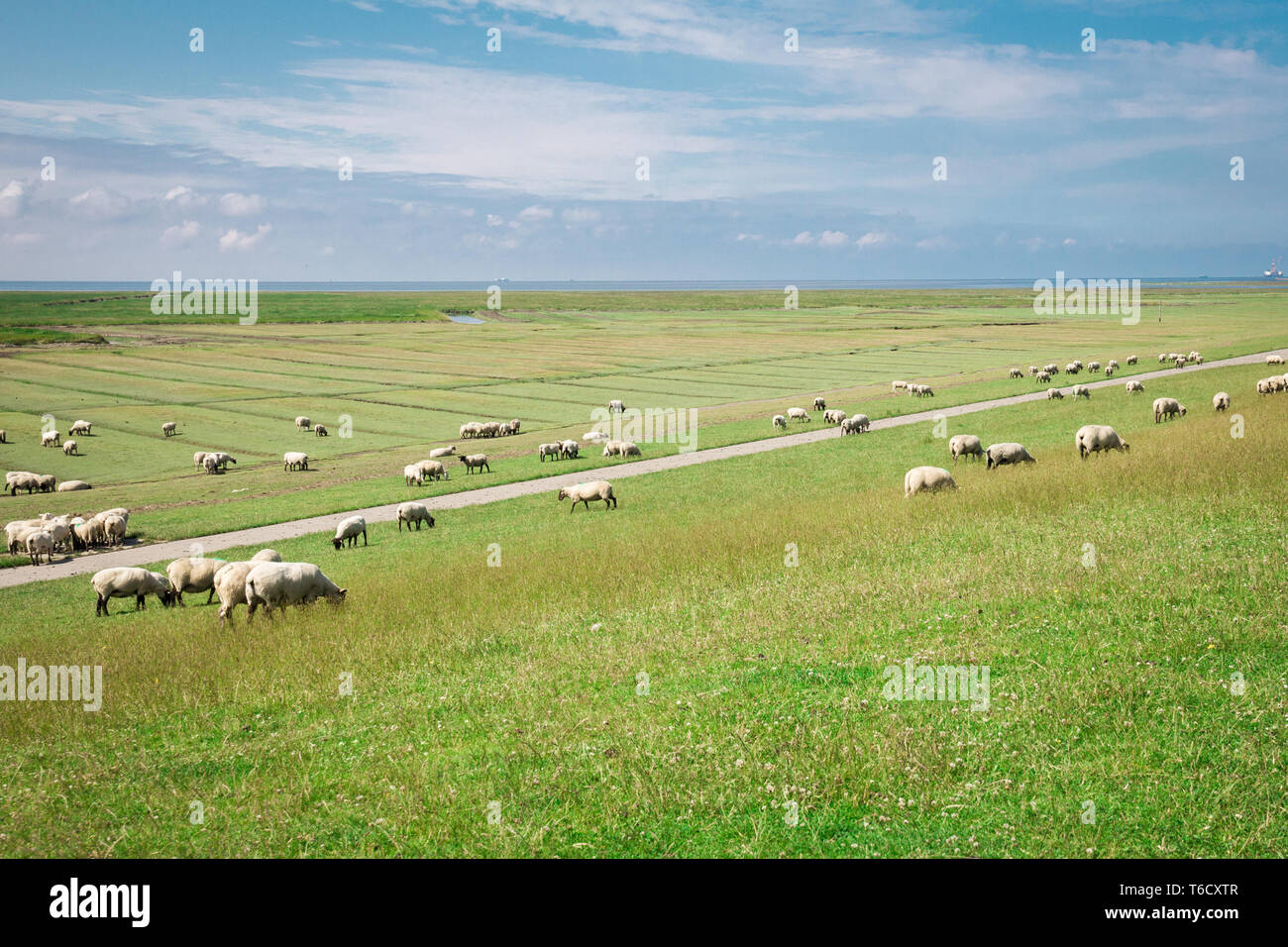 Viele Schafe auf dem Deich in Friedrichskoog bei gutem Wetter / many sheeps on dike nice weather Stock Photo